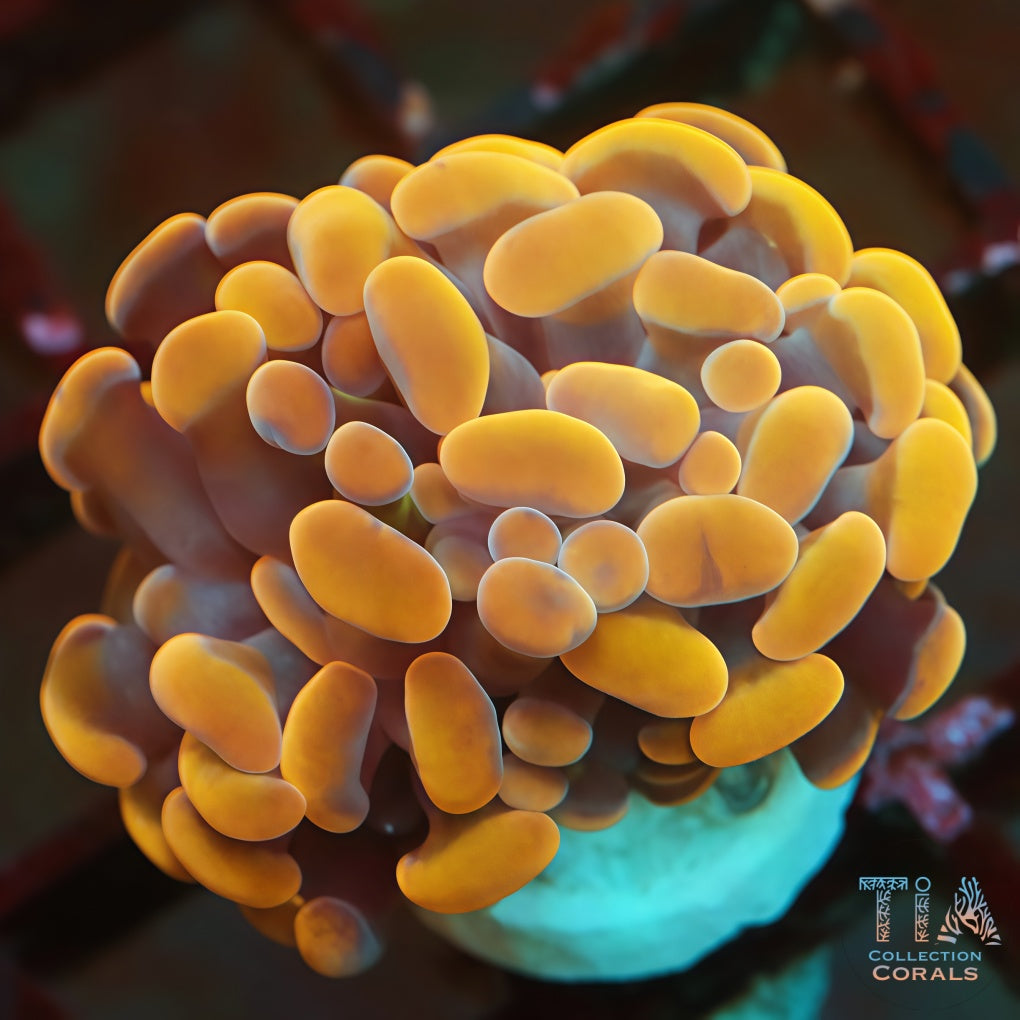Hammer Corals