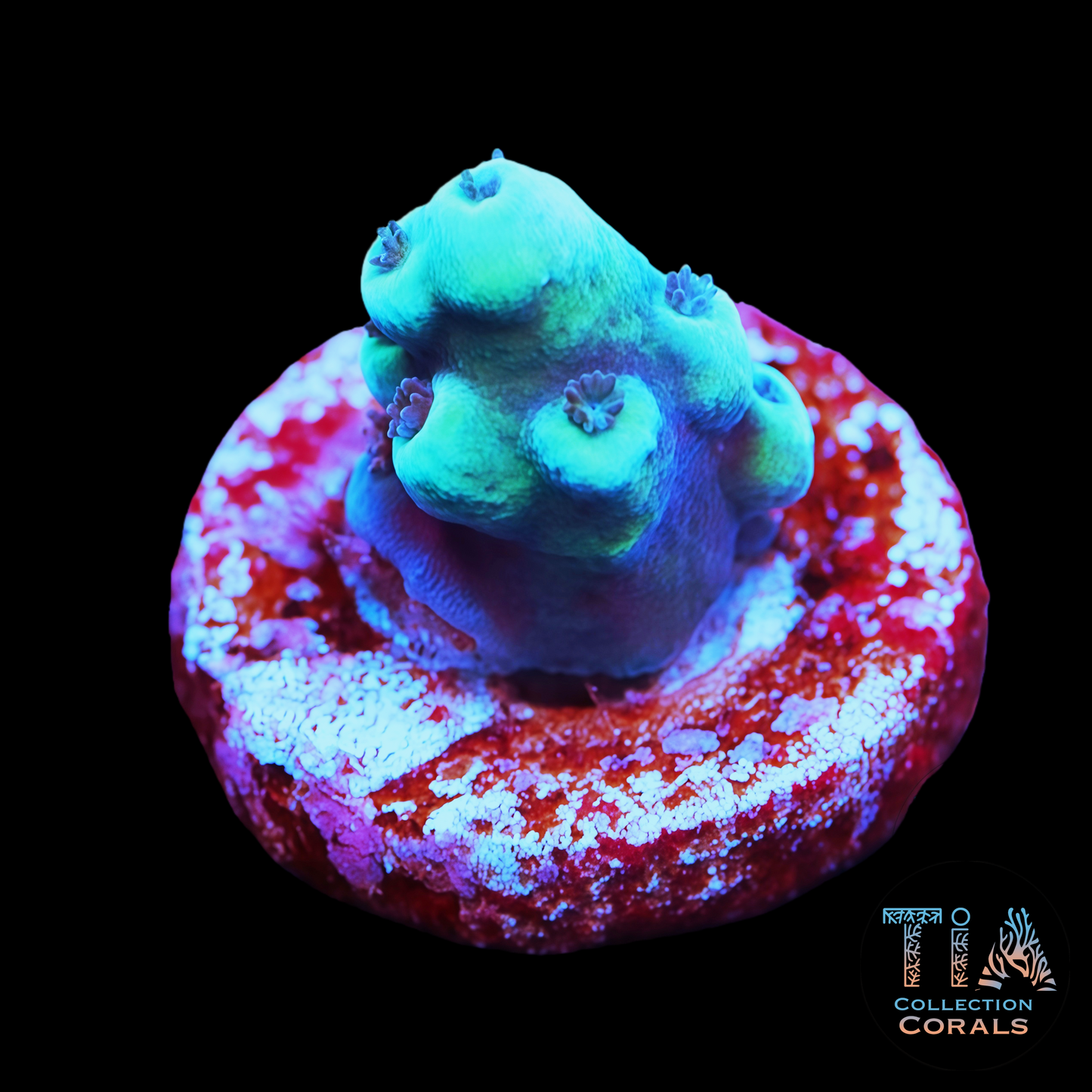 Oregan Tort Acropora