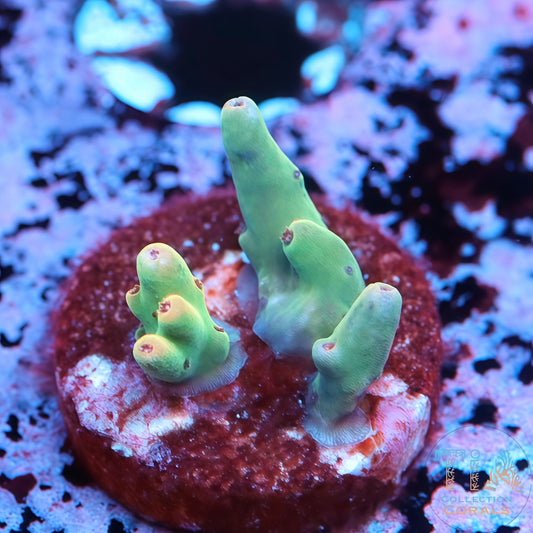 POTO Scorpion Acropora