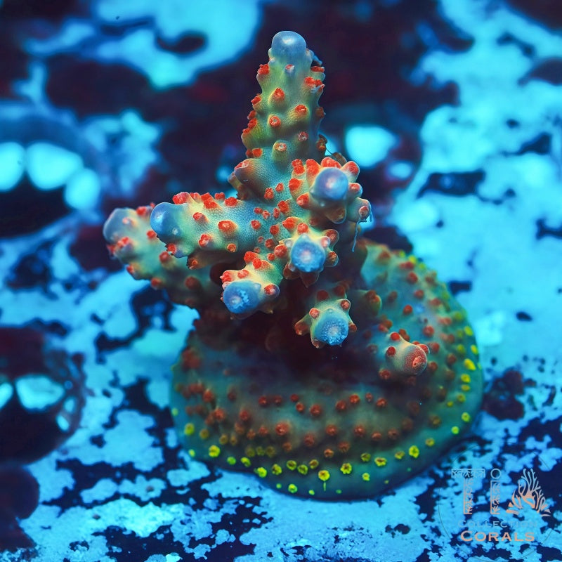 POTO After Burner Acropora - Live SPS Coral for Sale | TIA Coral