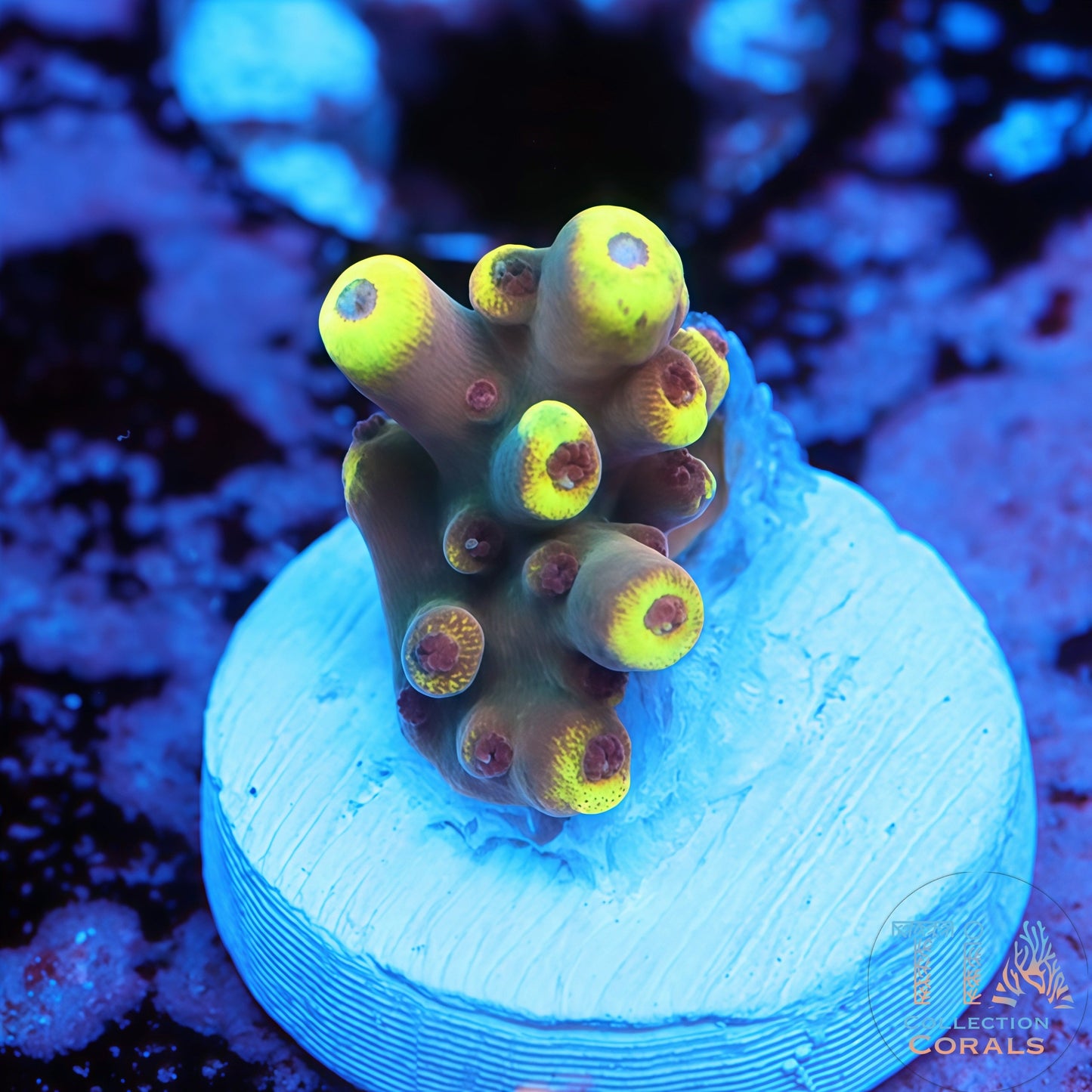 POTO Flamboyant Acropora