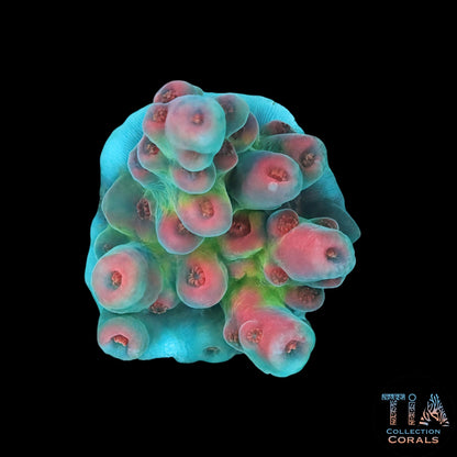 POTO Flamethrower Acropora