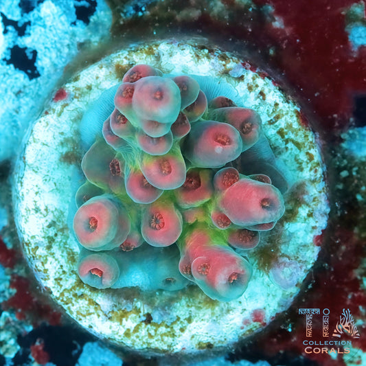 POTO Flamethrower Acropora