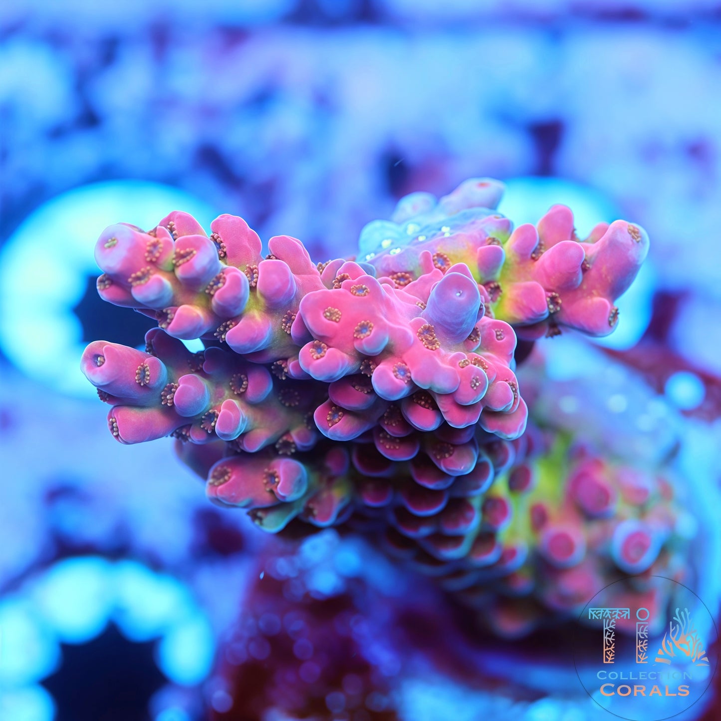 POTO Flamethrower Acropora
