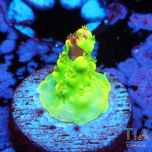 Jekyll and Hyde  Acropora