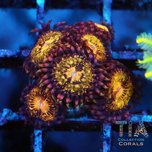 WWC Pandora Zoanthids - Live Softies Coral for Sale | TIA Coral