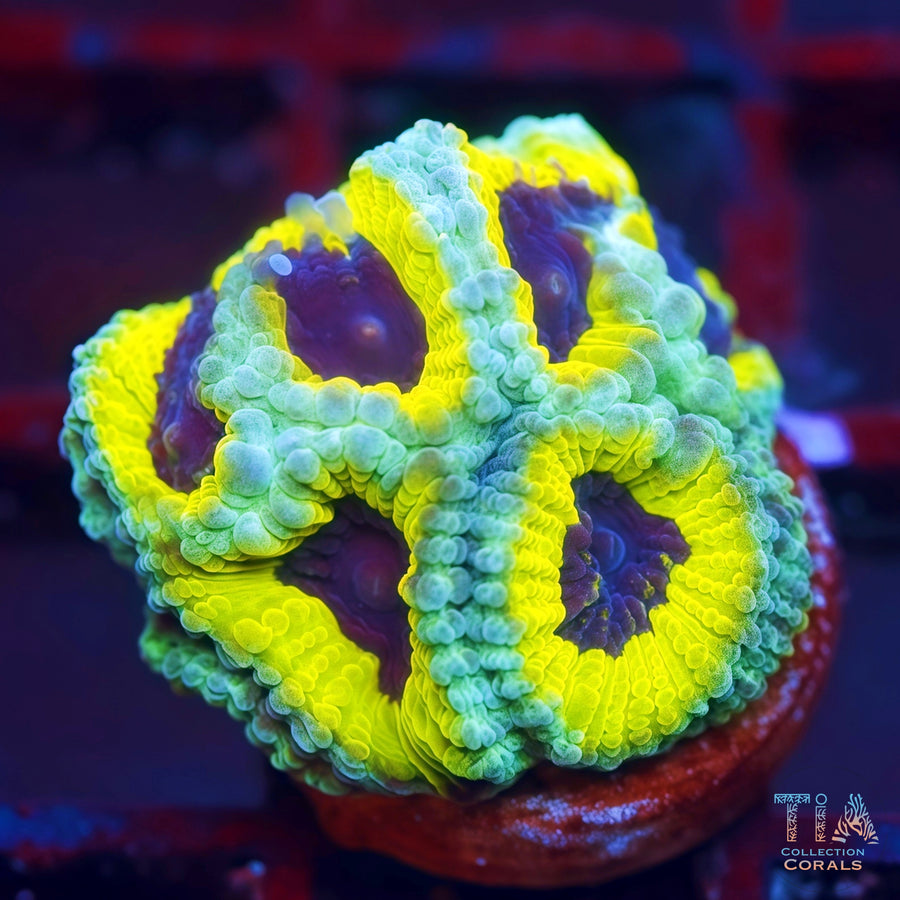 People Eater Favia, LPS coral