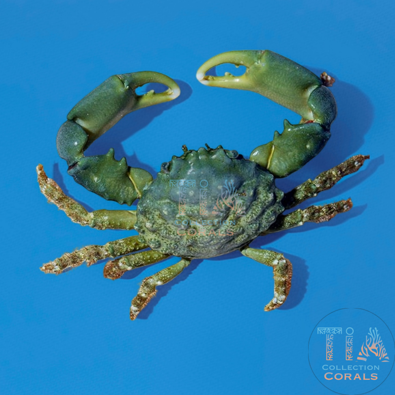 Laberinto del núcleo fundido