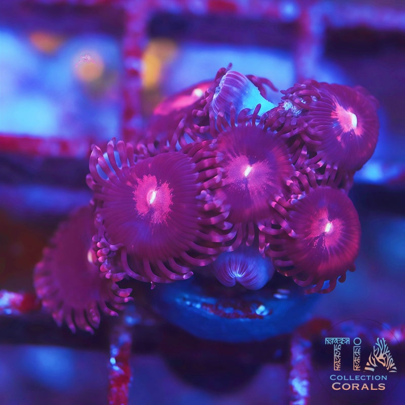 Alien Explosion Zoanthids, soft coral