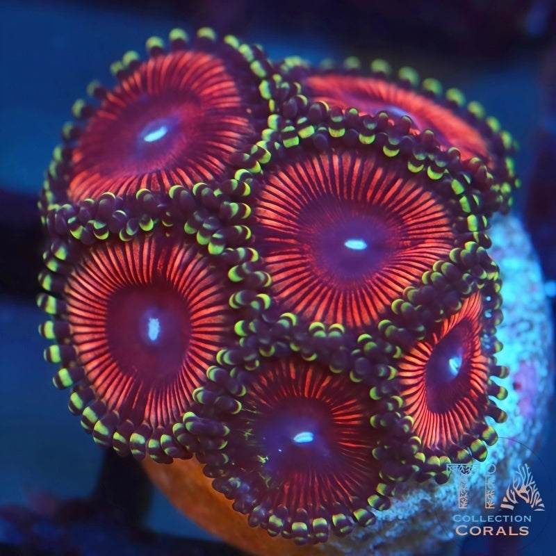 Pink Rapture Zoanthids Softies Coral | Tia Coral – TIA Corals