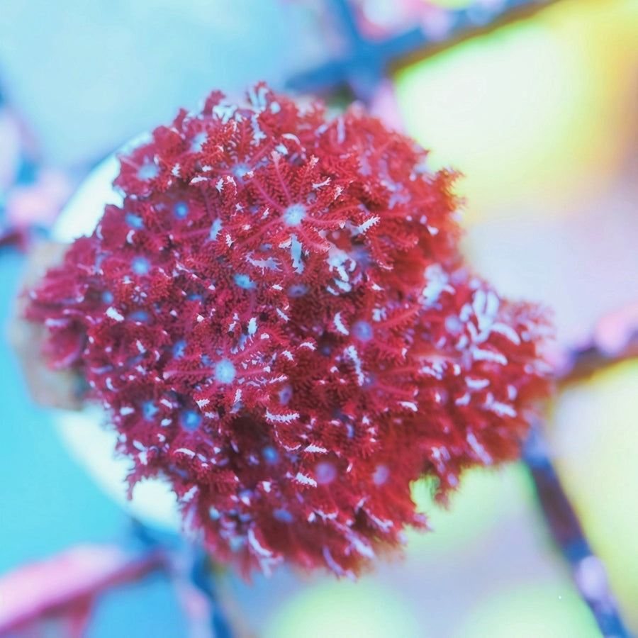 WWC Speckled Pink Sympodium, soft coral