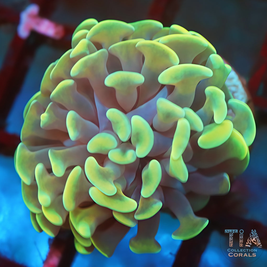 Pistachio Float Hammer LPS Coral | Tia Coral – TIA Corals