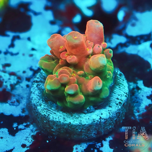 Poto Flamethrower Acropora - Live SPS Coral for Sale | TIA Coral