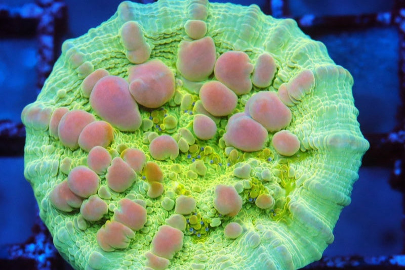 WYSIWYG Corals Collection