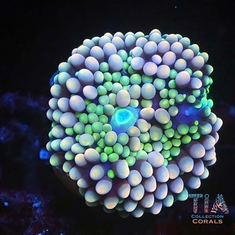 Purple Crystal Florida Ricordea Frag, soft coral