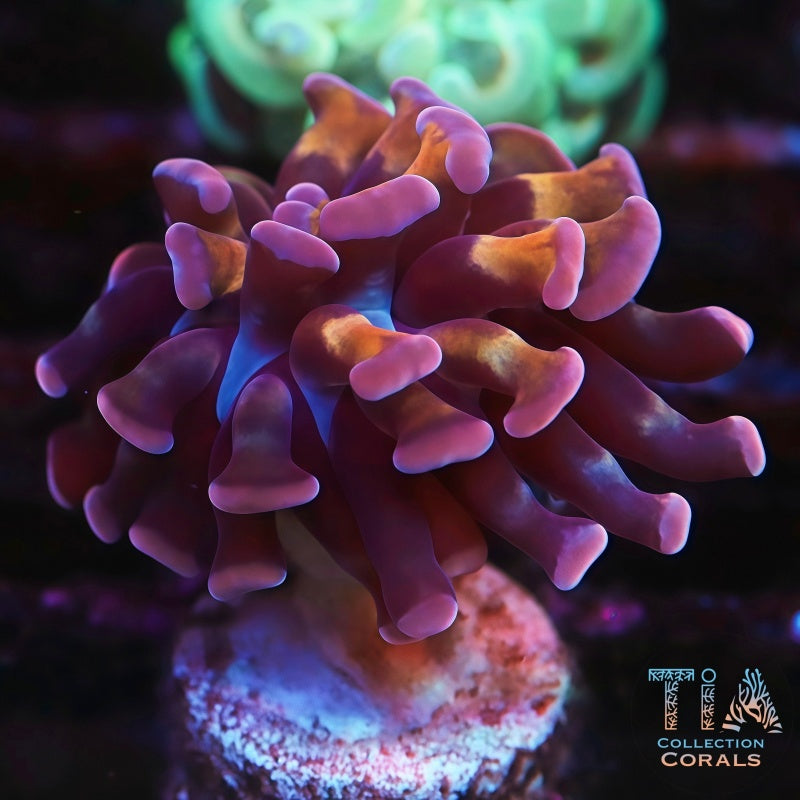 Purple Gold Stem Hammer, LPS coral