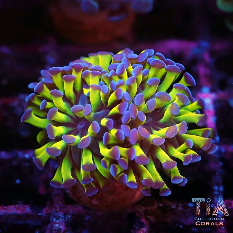 Purple Tips Rainbow Hammer Frag, LPS coral