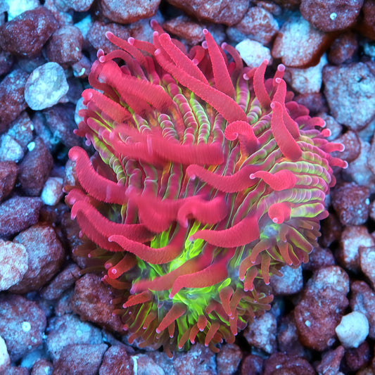 Ultra Pink diaseris