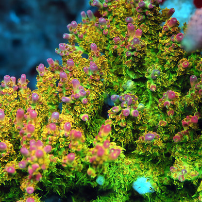 TIA Tropical Fairy Acropora Millepora Colony (cut to order)