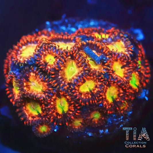 TIA Solar Fallout Zoanthids - Live Softies Coral for Sale | TIA Coral