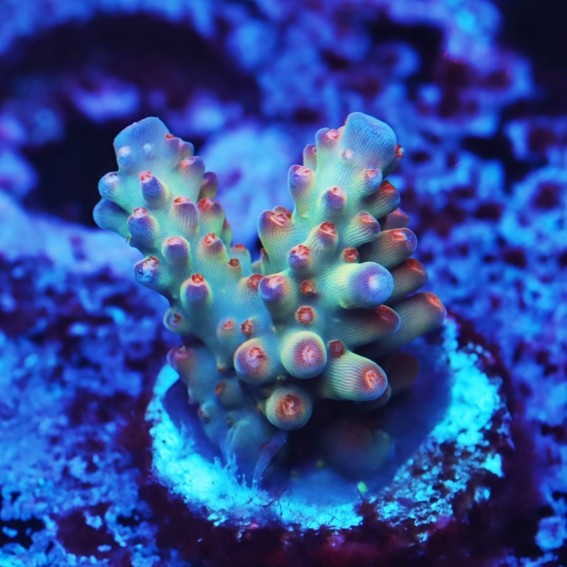 泡泡糖指状碎片