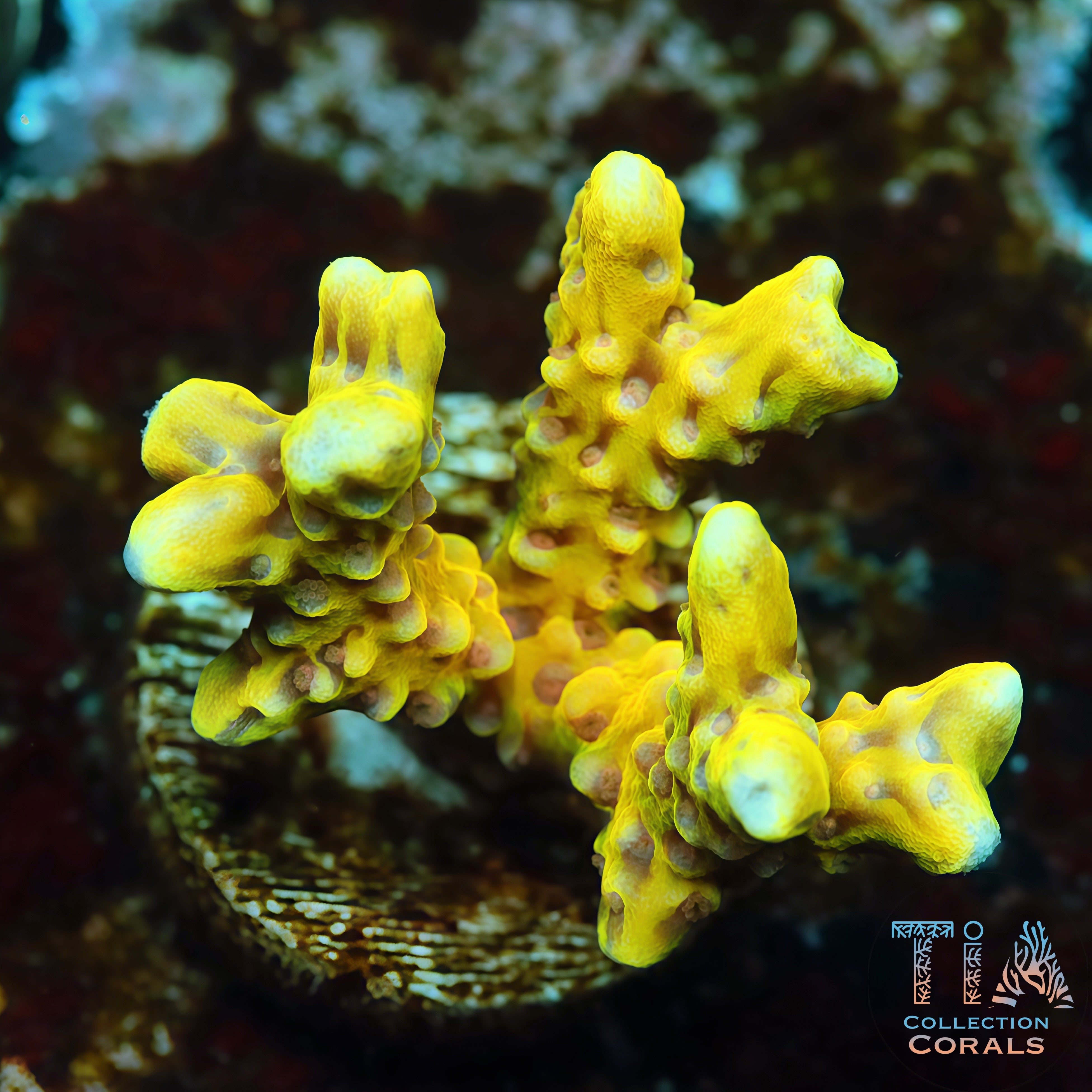 出售鹿角珊瑚– 优质SPS 珊瑚碎片和珊瑚群– TIA Corals