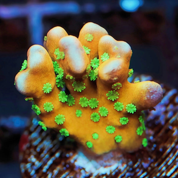 RR Tropicana Anacropora SPS Coral | Tia Coral – TIA Corals