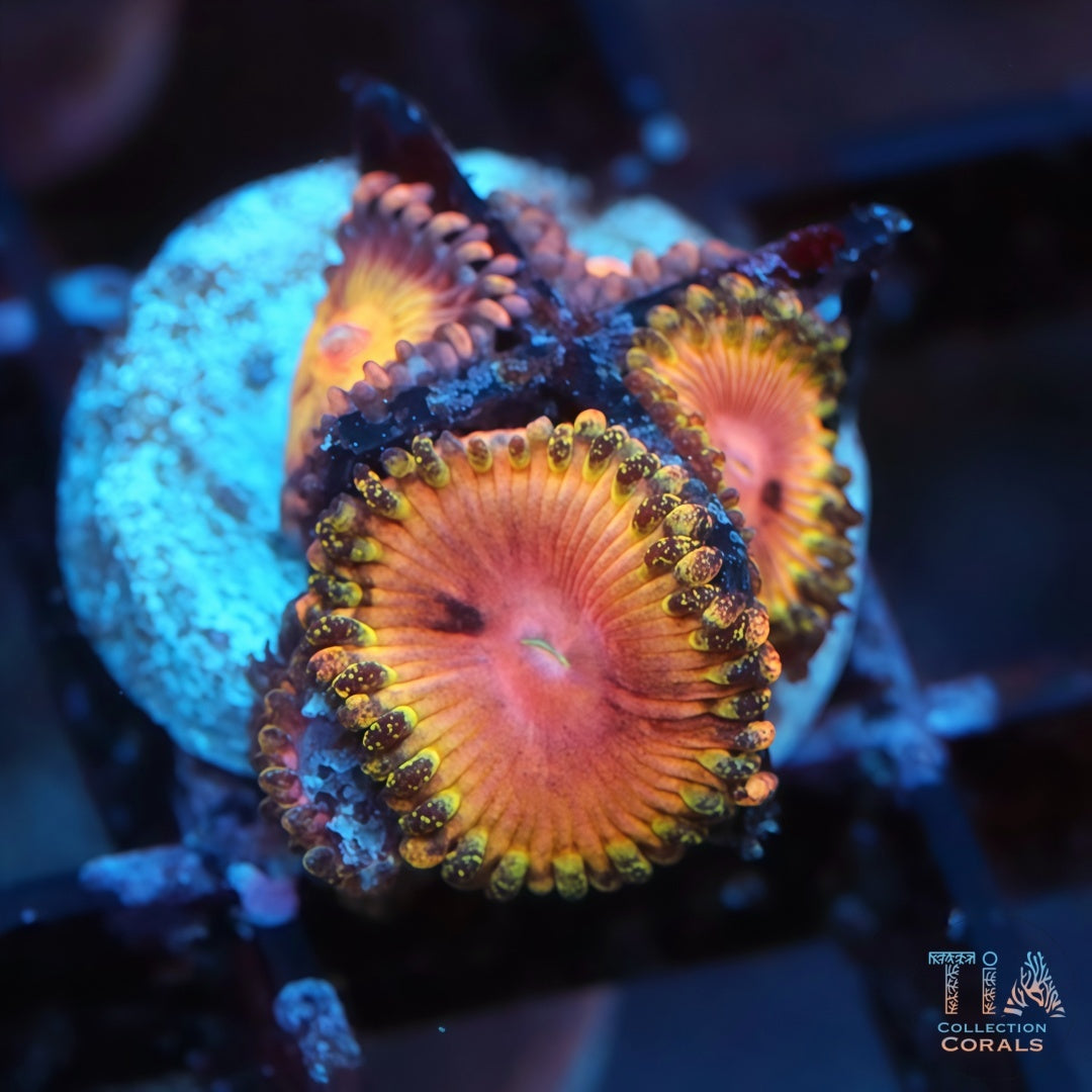 RTG Solar Flare Zoanthids