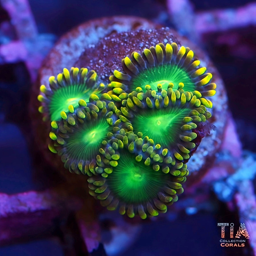 Radioactive Dragon Eye Zoanthids, soft coral