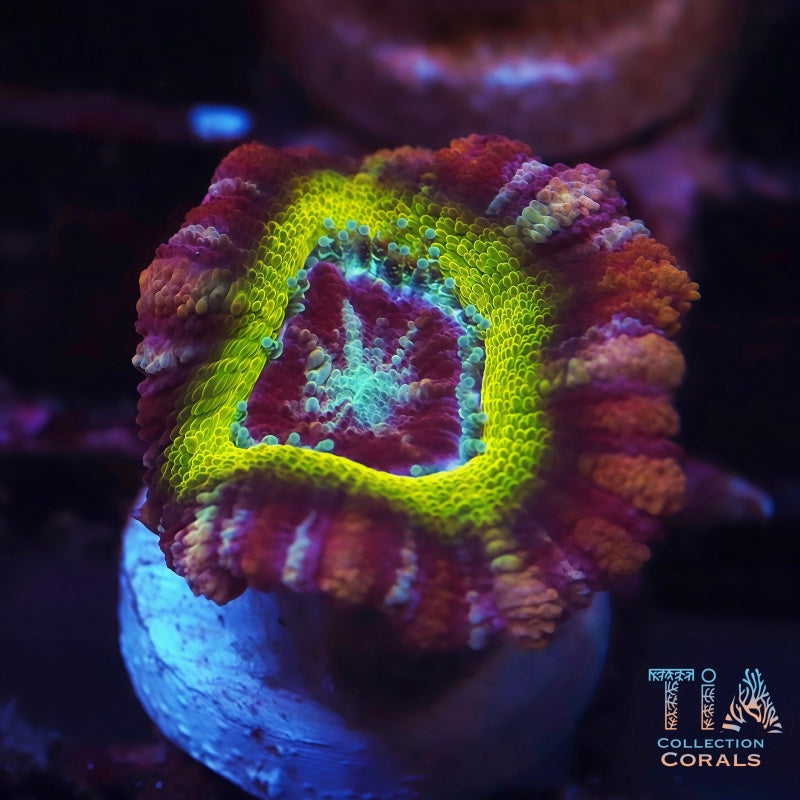 Rainbow Asian Acan Frag, LPS coral