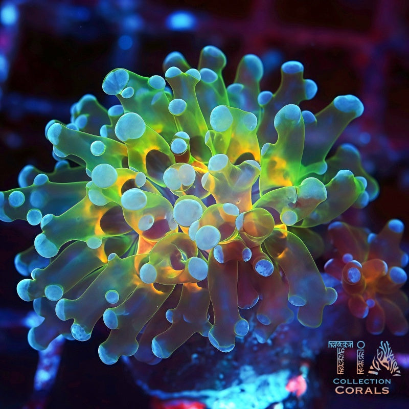 Rainbow Frogspawn Frag, LPS coral
