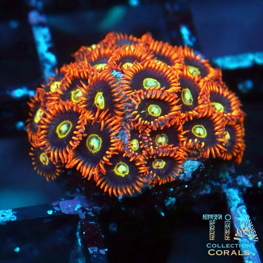 Rainbow Hornets Zoanthids - Live Softies Coral for Sale | TIA Coral