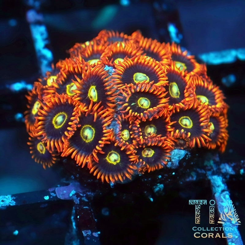 Rainbow Hornets Zoanthids - Live Softies Coral for Sale | TIA Coral