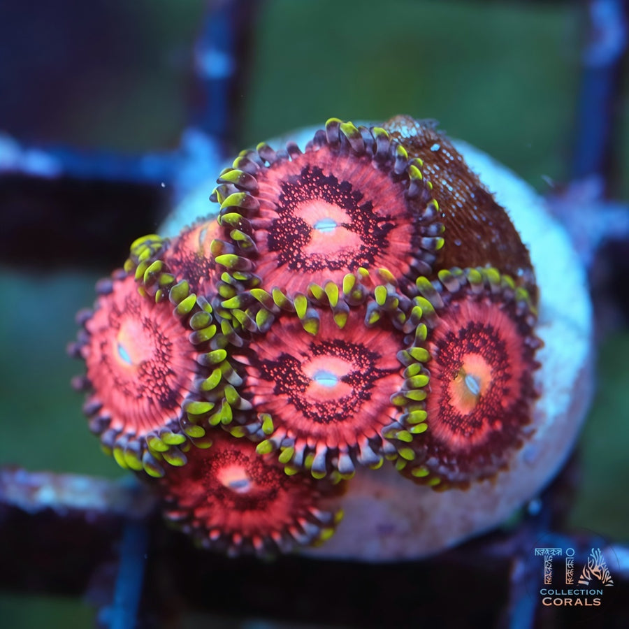 TIA Tank Grown Strawberry Wine Zoanthids Frag, soft coral