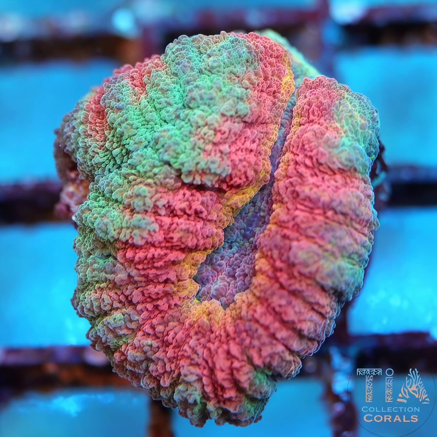Rainbow Lobo, LPS coral