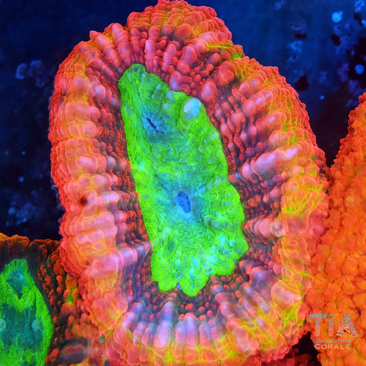 Rainbow Symphyllia