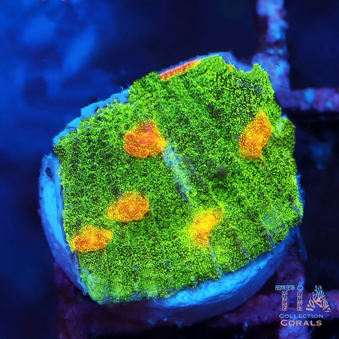 Cáliz de vals del pavo real