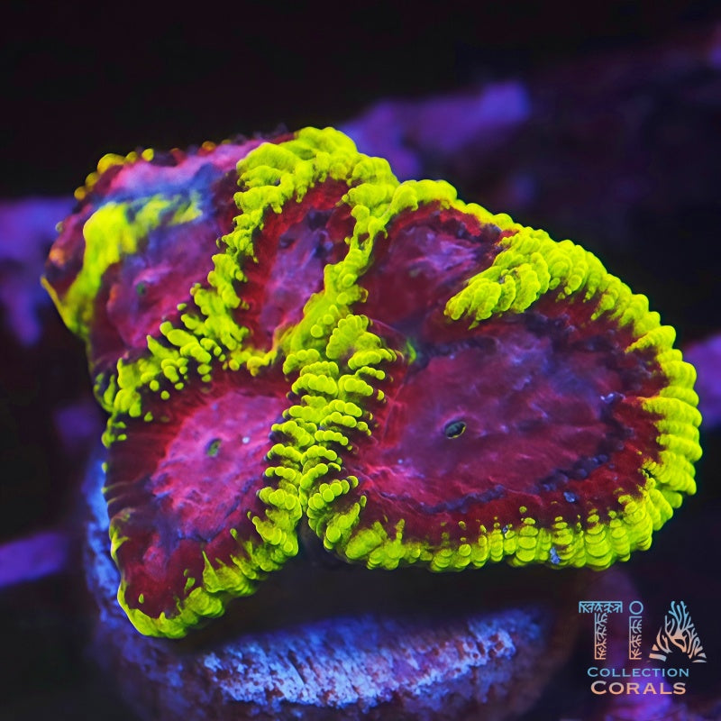 Raptor Peace Favia - Live LPS Coral for Sale | TIA Coral