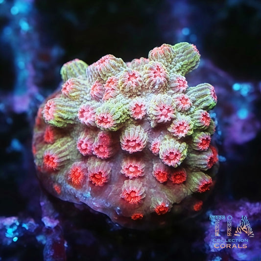 Candy Apple Cyphastrea