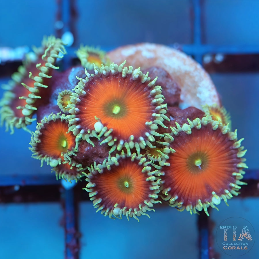 Orange Death Paly, soft coral