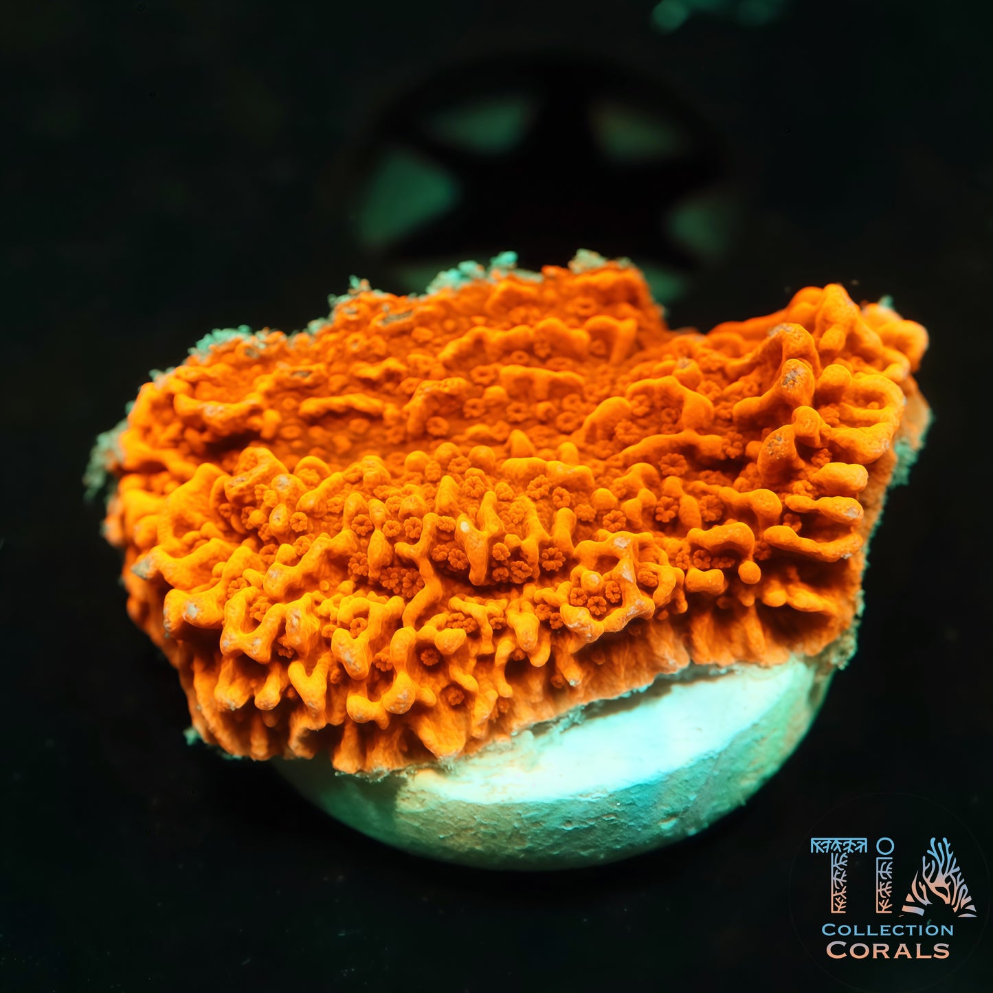 Fragmento de Montipora con revestimiento rojo