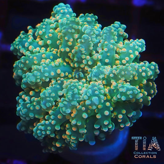 Reverse Yellow Octospawn