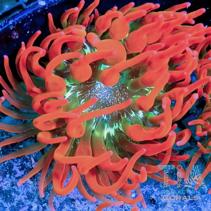 Rainbow Rose Bubble Tip Anemone