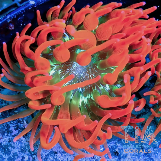 Rainbow Rose Bubble Tip Anemone