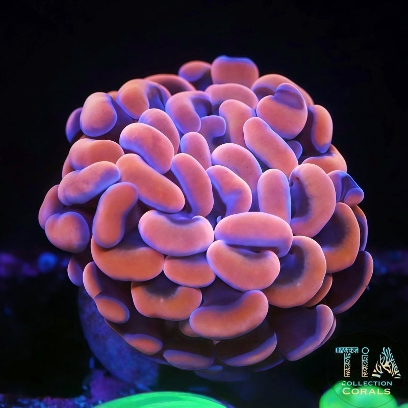 Rose Gold Hammer Frag, LPS coral