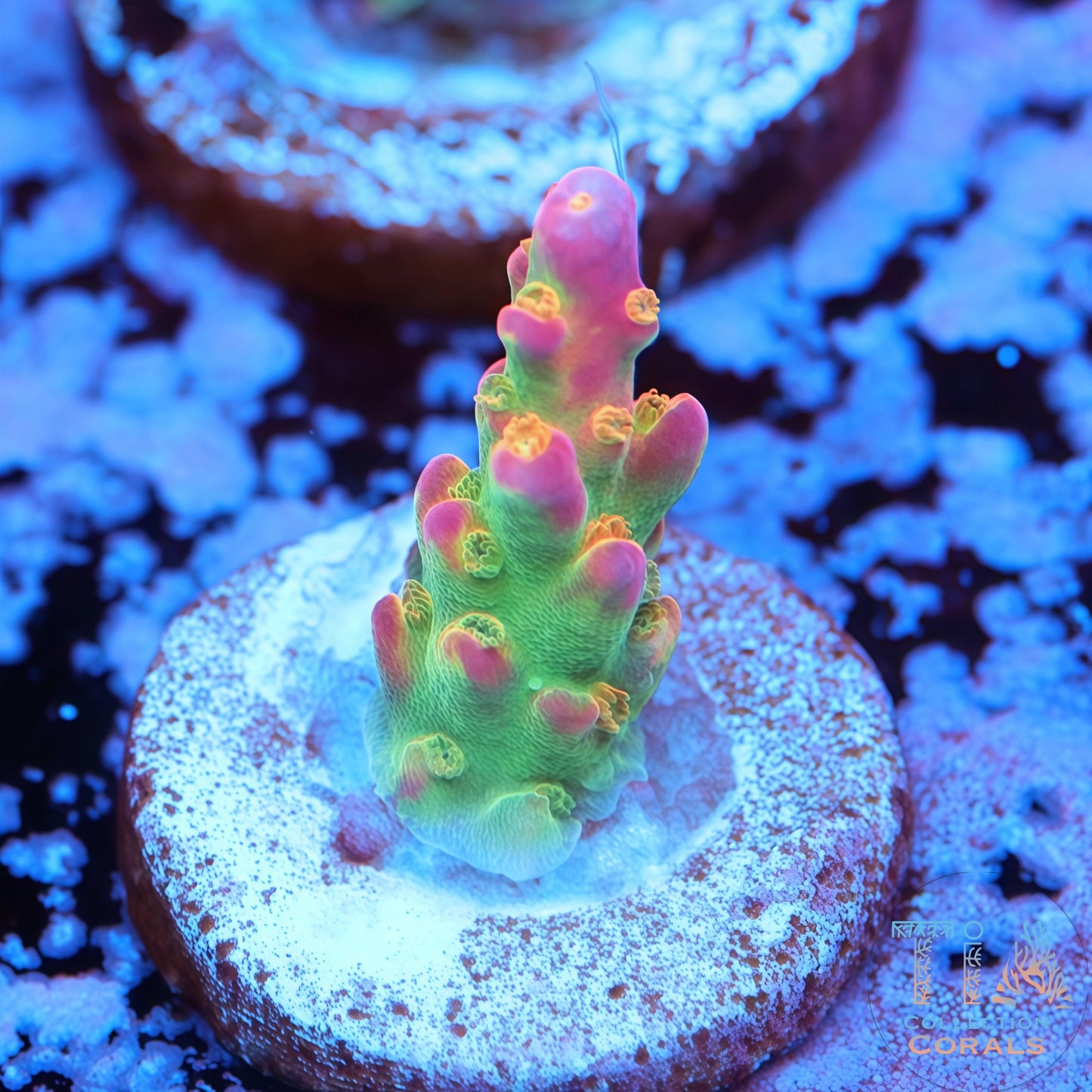 Route 66 Sicario Saint Acropora