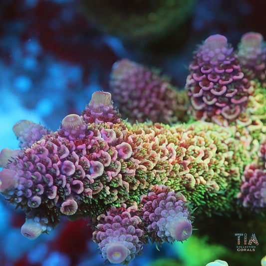 SBB Heisenberg Colony (cut to order)