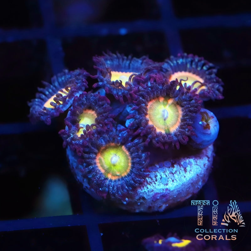 TIA Peach Glint Zoanthids - Live Softies Coral for Sale | TIA Coral