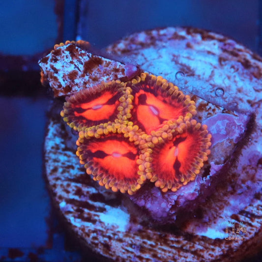 Bloodforge Zoanthias