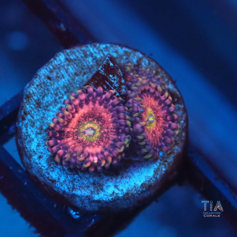 Chong Bong Zoanthias